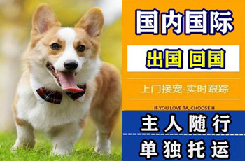 南阳市宠物托运公司南阳市宠物托运公司南阳市宠物托运公司
