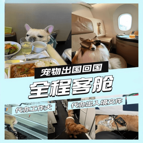 南阳市宠物托运到白俄罗斯宠物入境规定和要求