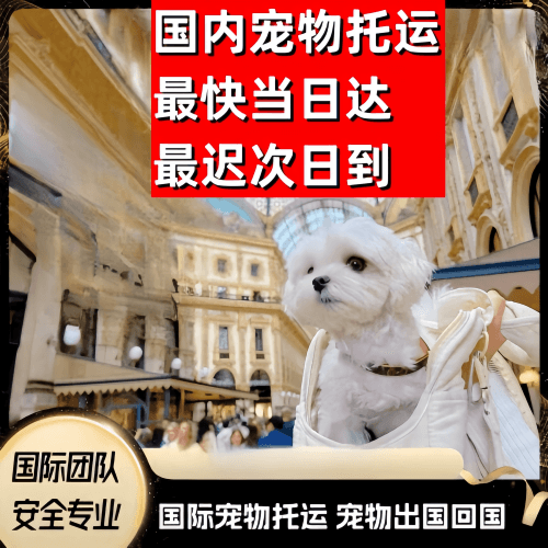 南阳市到澳大利亚（澳洲）宠物入境规定和要求